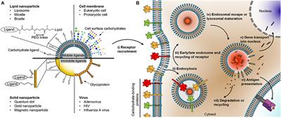 Elucidating Carbohydrate-Protein Interactions Using Nanoparticle-Based Approaches